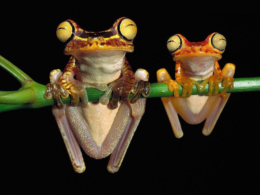 Chachi Tree Frogs